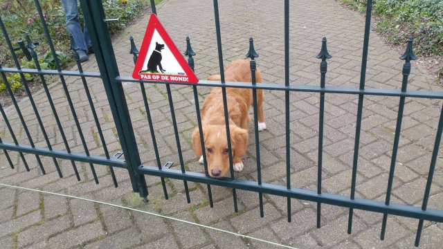 PAS OP DE HOND!