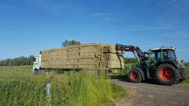 Engelsraai Graszaadhooi kort gesneden
