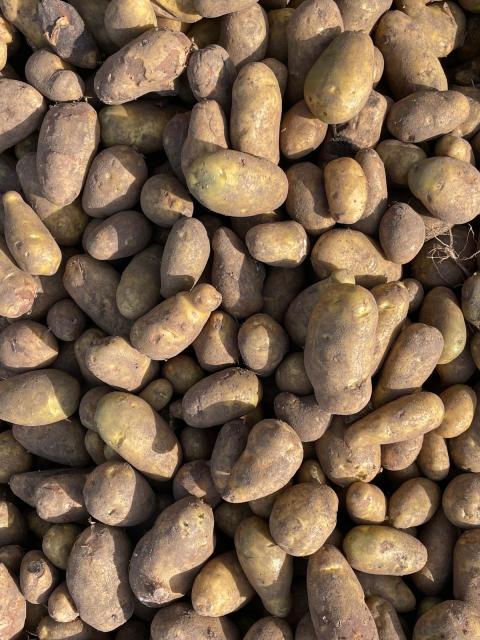 Voeraardappels.