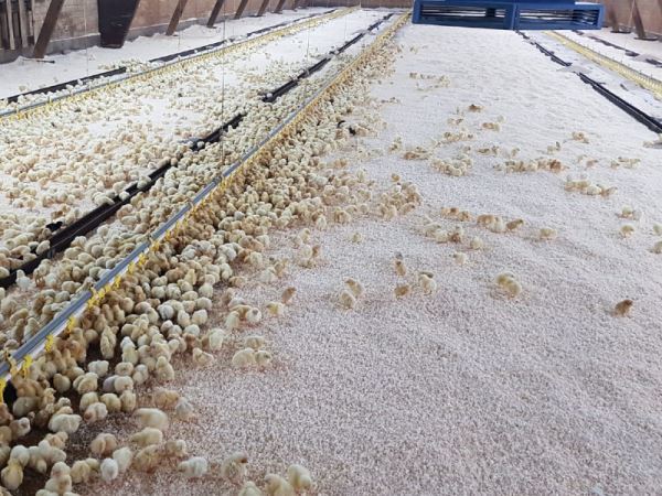 1e kwaliteit witte droge houtkrullen losgestort