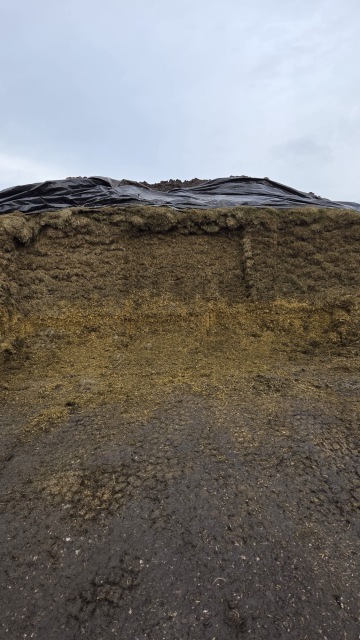 Circa 100 ton gehakseld kuil gras 44%ds 189 re