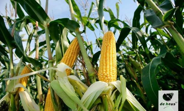 Mooie partij snijmais