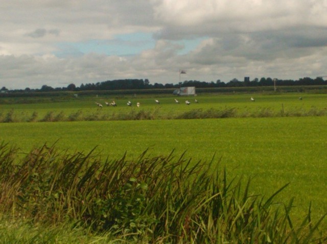 Hooibalen/pachtgrond