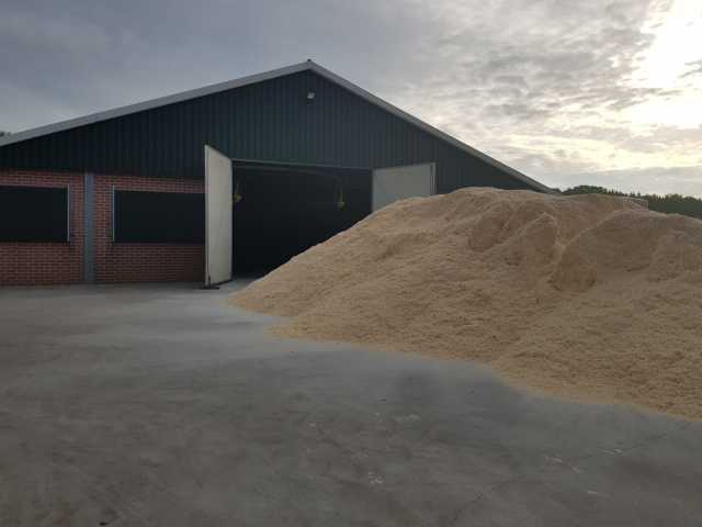 Populieren zaagsel losgestort