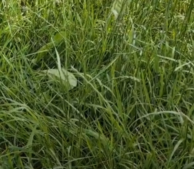 Graskuil 2025 Ca 36 ds 900 VEM; 150 re; 115 ruw as