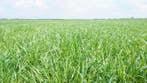 Hele mooie goed bemeste 1e snede gras te Damwoude.