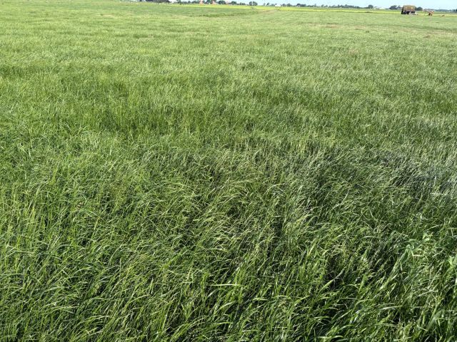 55 ha gras op stam. Geleverd in balen