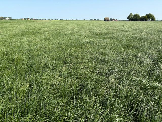 55 ha gras op stam. Geleverd in balen