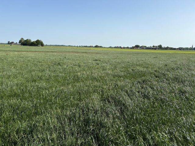55 ha gras op stam. Geleverd in balen