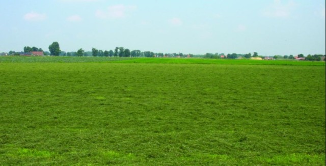 100 ha gras op stam 35%DS gegarandeerd