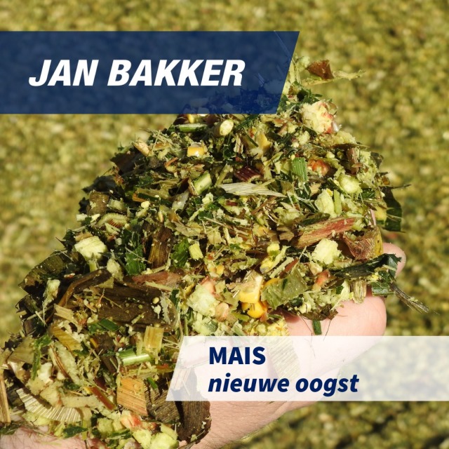 Mais - nieuwe oogst