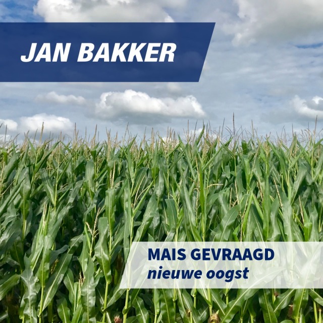 Mais - nieuwe oogst gevraagd
