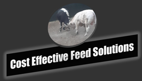 Cost Effective Feed Solutions
