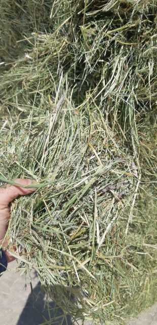 Weidehooi / Eifelhooi !! ðŸŒ¾