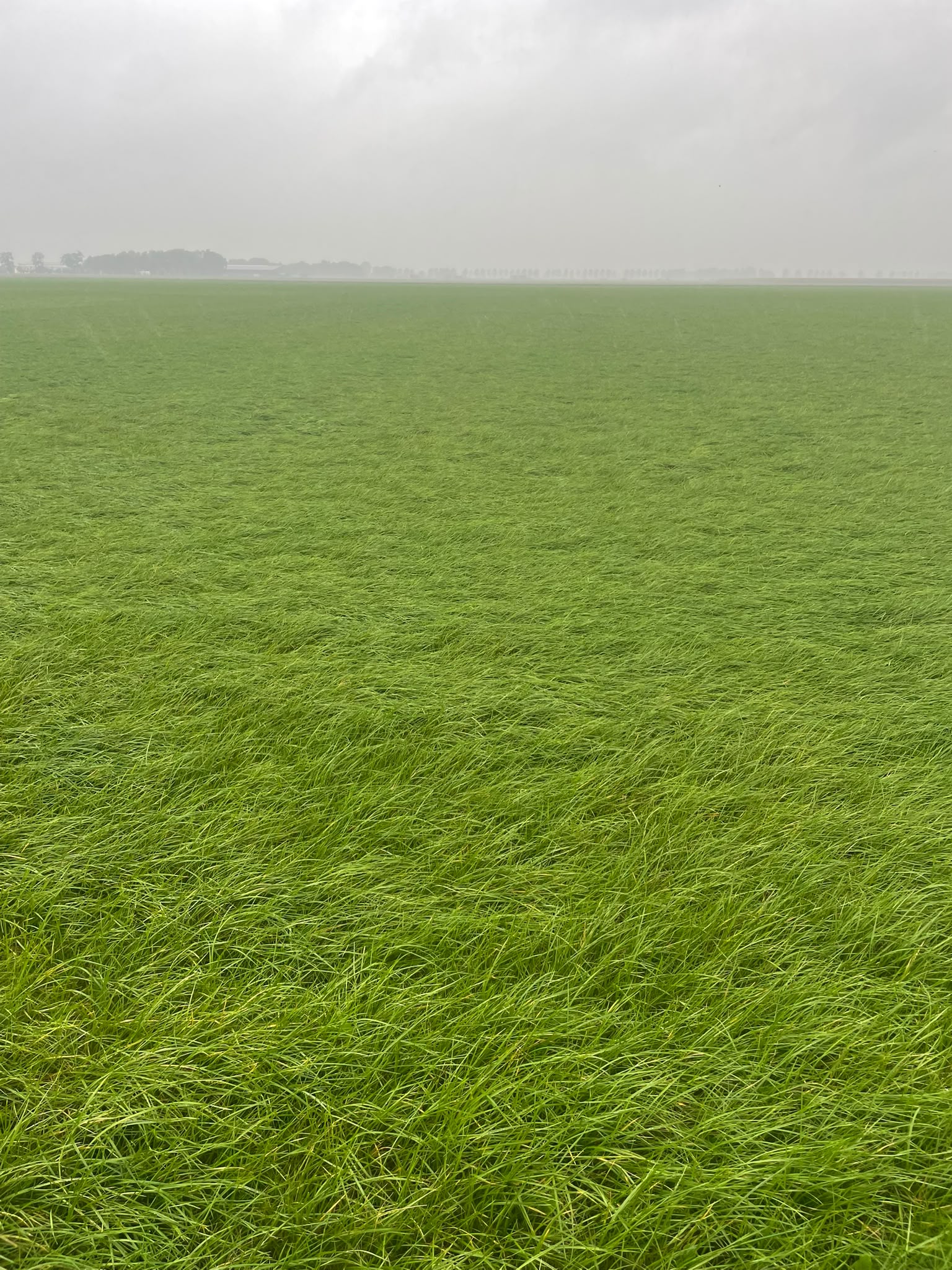 Te koop 14ha Gras op stam omgeving Emmeloord