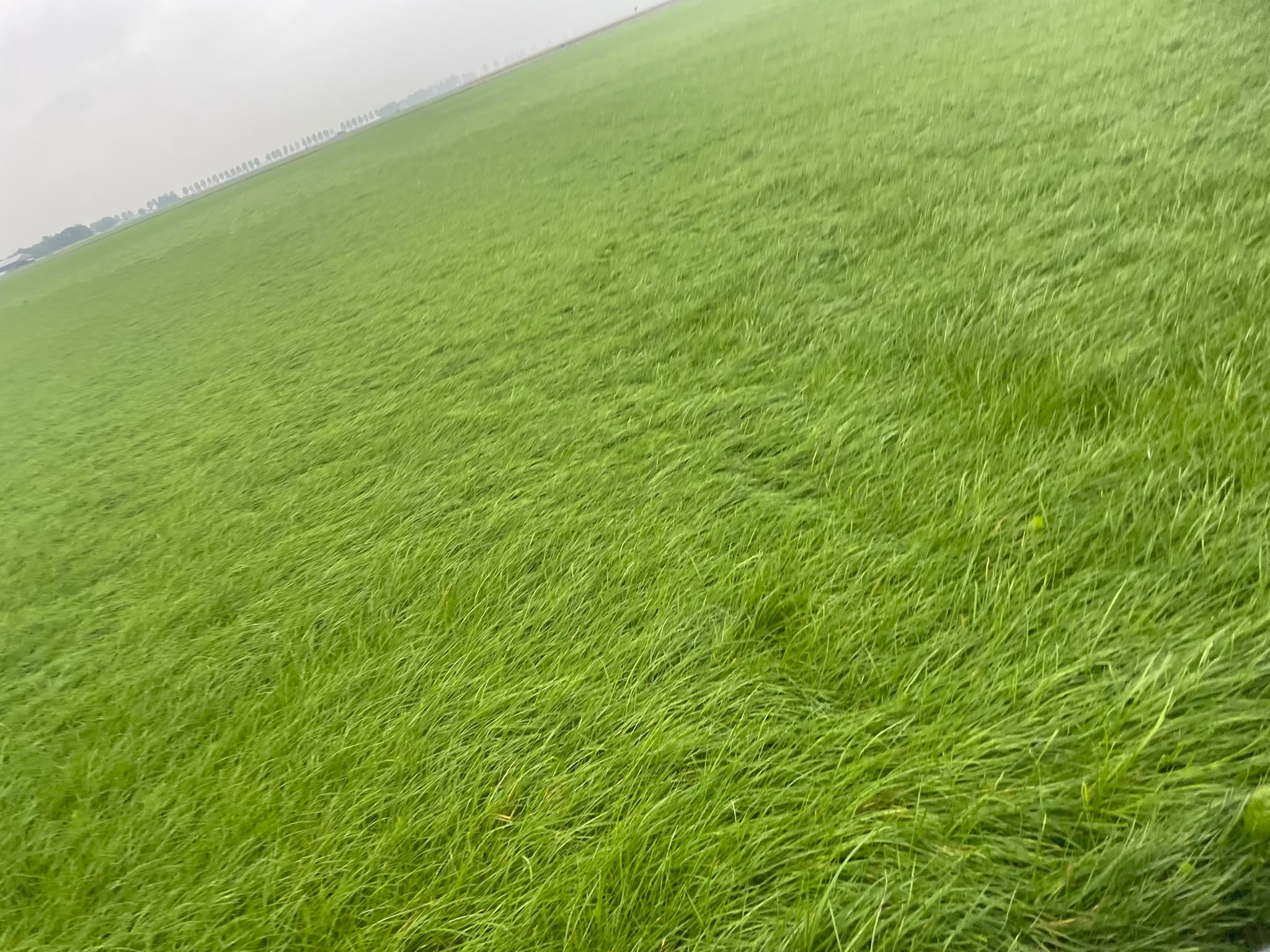 Te koop 14ha Gras op stam omgeving Emmeloord