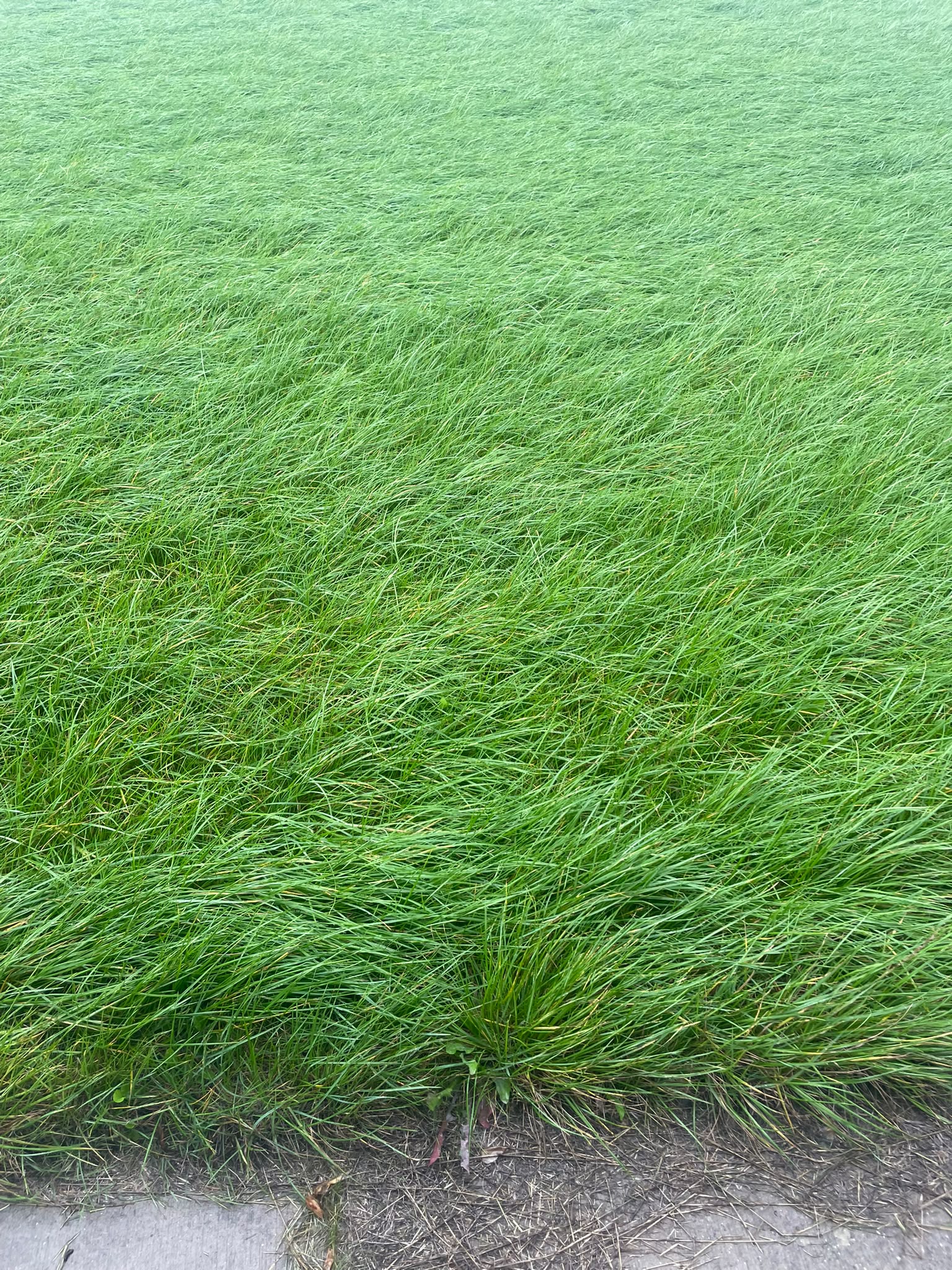 Te koop 14ha Gras op stam omgeving Emmeloord