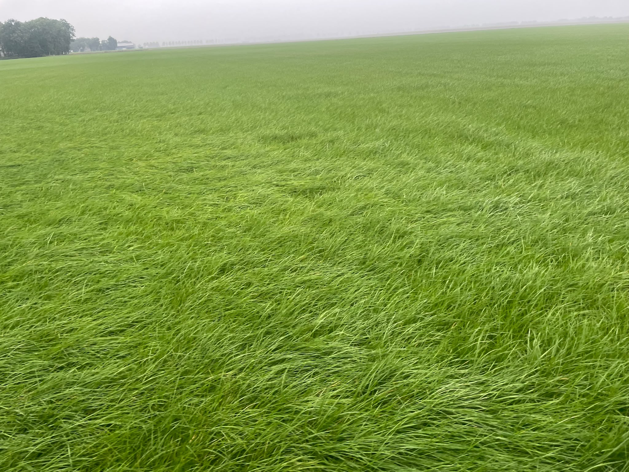Te koop 14ha Gras op stam omgeving Emmeloord